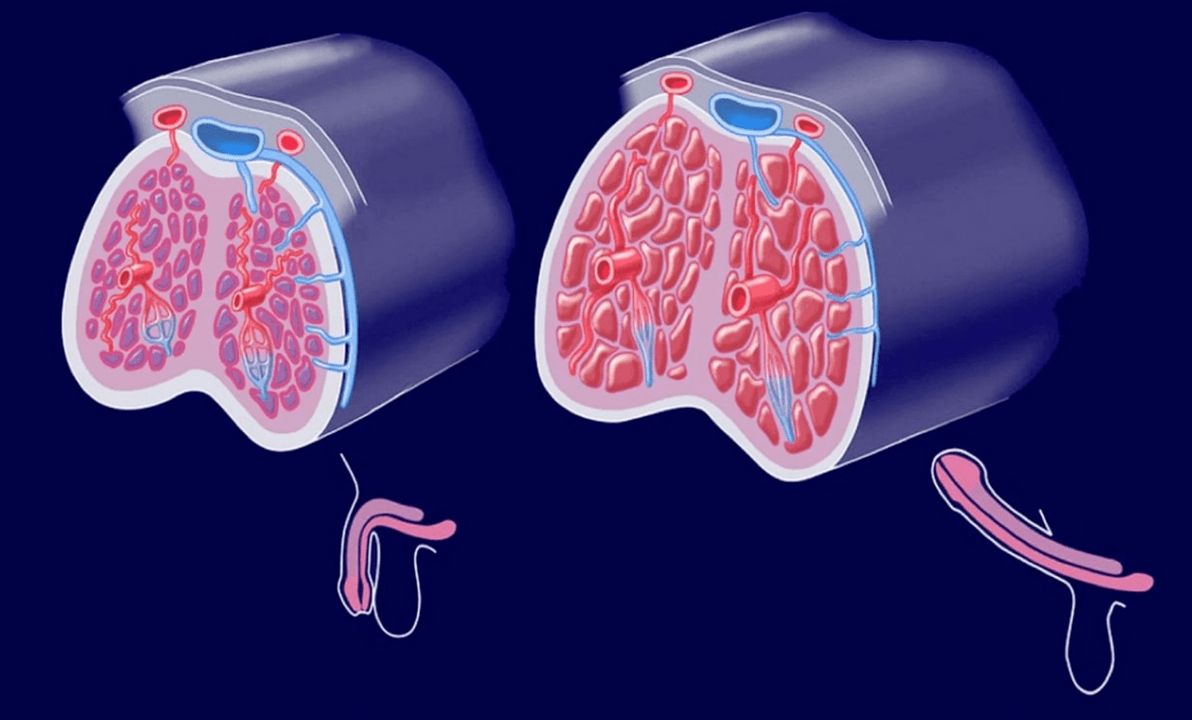 internal structure of the penis