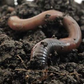 Rain worms to increase membership