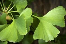 Ginkgo Biloba leaves help in penis growth