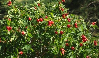 Roseship to increase the penis