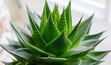 The use of aloe vera to increase membership