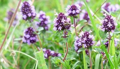 Western basil to increase membership